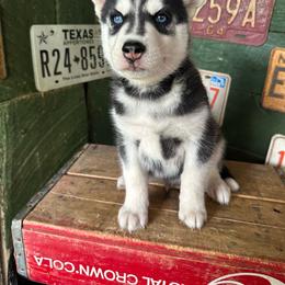 Ranger - Black and white male Siberian Husky puppy in Burnsville, North Carolina from Peterson Puppies