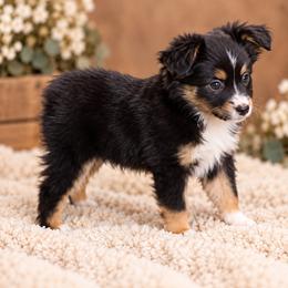 Maple - Black tri female Miniature Australian Shepherd puppy in Oroville, California from Diamond Arrow Aussies