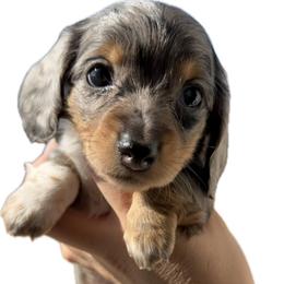 Female Black And Tan Dapple - Dapple female Dachshund puppy in El Paso, Texas from InnerVision K9 & Dachs