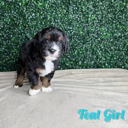 Teal girl - Tri-color female Bernedoodle puppy in Modesto, California from Two Doods Doodles