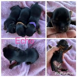 Echo - Black and tan female Yorkshire Terrier puppy in Tulsa, Oklahoma from Yorker Puppy Palace