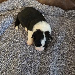 Black and White Girl CH Lines - Black and white female Border Collie puppy in Newalla, Oklahoma from Roughstock Border Collies and Dachshunds