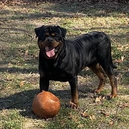 Magician - Rottweiler