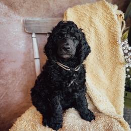 Gus - Black male Poodle puppy in Detroit Lakes, Minnesota from Pickerel Pups