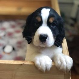 English Springer Spaniel Puppies from Maleks Tri English Springer Spaniels