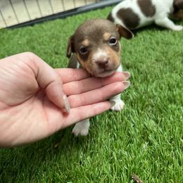 Valentino - Chocolate and white male Teddy Roosevelt Terrier puppy in Troy, Ohio from Wiggle Wags Miniature American Shepherds