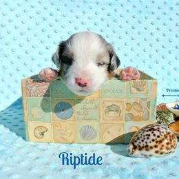 PreciousGem Minis breeder of Miniature American Shepherd