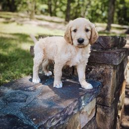 Goldendoodle Puppies from Peachy Doodles