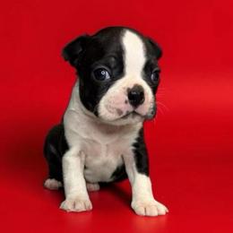 AKC Onyx - Black brindle and white male Boston Terrier puppy in Galena, Kansas from RottNBostons