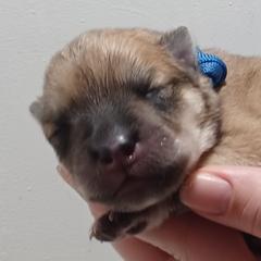 Zane, Blue Collar - Fawn male Eurasier puppy in Lakewood, Ohio from Exquisite Eurasier