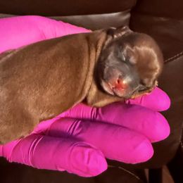 Girl 2 - Black and gold female Shorkie puppy in Florida from Shorkie Land