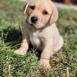 Labrador Retriever Puppies from Majestic Forrest Labradors