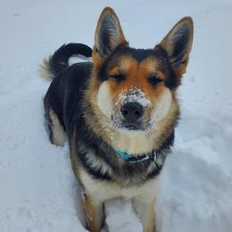 Alaska - German Shepherd