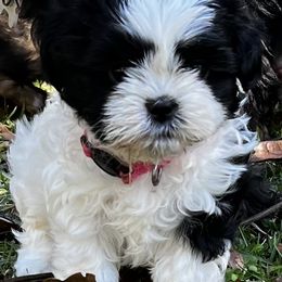Shih Tzus from Orr Pups
