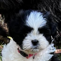 Shih Tzus from Orr Pups