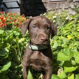 Petra - Chocolate female Labrador Retriever puppy in Alger, Ohio from Osborne Family Retrievers
