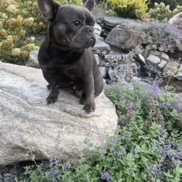 Skye - French Bulldog