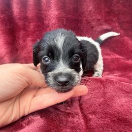 Piebald boy - Piebald male Dachshund puppy in Umatilla County, Oregon from Divine Dogs