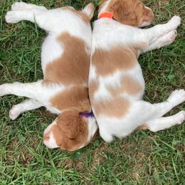 Brittany Puppies from Fox Mtn Brittanys