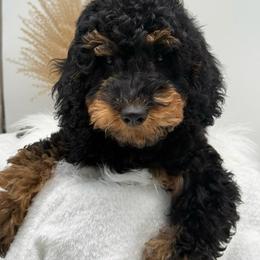 Perla - Phantom female Bernedoodle puppy in Austin, Texas from Doodles of Central Texas