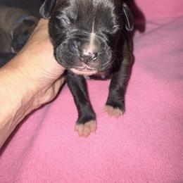 Jake - Brindle male Boxer puppy in Florida from BNF Boxers