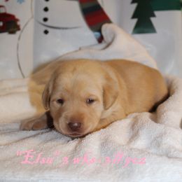 Labrador Retriever Puppies from Rainy Lake Labrador Retrievers