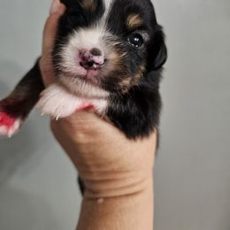 Emmylou - Black tri female Miniature Australian Shepherd puppy in Dunnellon, Florida from Ever After Mini Aussies