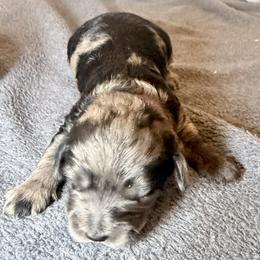 Daphne purple collar - Merle female Goldendoodle puppy in North Branch, Michigan from Graceful Miniature Goldendoodles