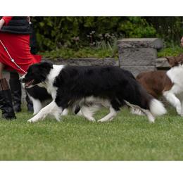 Splash - Border Collie