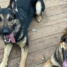 German Shepherds from Katy's Shepherds