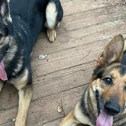 German Shepherds from Katy's Shepherds