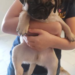 Pug Puppies from Alisa's Pugs