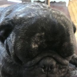 Pug All Grown Up from Julie Buckenmeyer