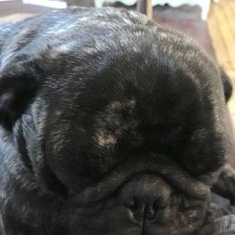 Pug All Grown Up from Julie Buckenmeyer