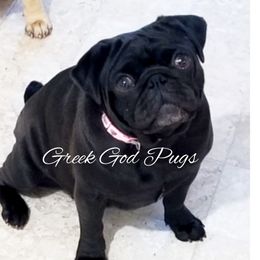 Nemi - Pug