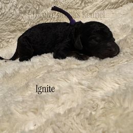 Ignite - Phantom male Poodle puppy in Troy, Alabama from Redmond Rose Kennel