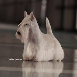 Scottish Terriers from Mcvan Scottish Terriers
