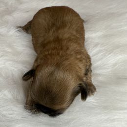 Girl 1 - Liver female Shih Tzu puppy in Columbia, Kentucky from Lisa Bandy Shih Tzu