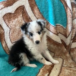 Merle - Blue merle white and tan female Shetland Sheepdog puppy in Kerville, Texas from Cedar Hill Kennels