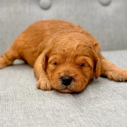 Patsy - Red  female Goldendoodle puppy in Queen Creek, Arizona from Goldendoodle AZ