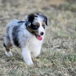 Ellis - Blue merle male Toy Australian Shepherd puppy in Wichita Falls, Texas from Shooting Stars Ranch Toy and Mini Aussies