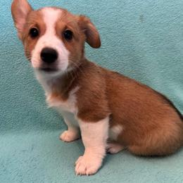 Duke - Red male Pembroke Welsh Corgi puppy in Rosharon, Texas from Hallin’ Corgis