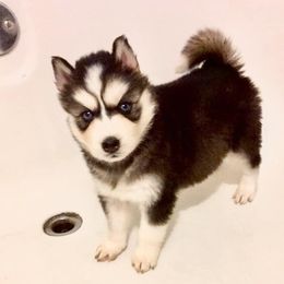 Siberian Husky Puppies from Blue Moon Siberian Husky Haven