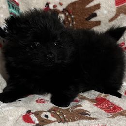Lizzie - Black female Pomeranian puppy in Sulphur Springs, Texas from Johnny's Pets