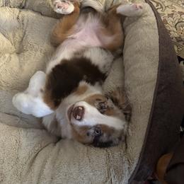 Australian Shepherd and Miniature American Shepherd Puppies from Alolan Angel Aussies