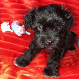 Ricky (blue collar) - Black male Miniature Schnauzer puppy in Port Orchard, Washington from Silver Bells Miniature Schnauzers