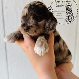 April - Merle female Cockapoo puppy in Elloree, South Carolina from Sweet Farm Doodles