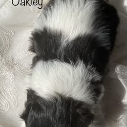 Shih Tzu Puppies from Suncoast Shih Tzus