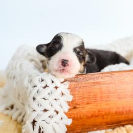 Boy 4 - male Pembroke Welsh Corgi puppy in Mona, Utah from Sorensen Corgis