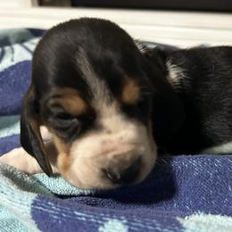 Moose - Black white and brown male Basset Hound puppy in Walnut Grove, Missouri from C & L Beagles and Bassets